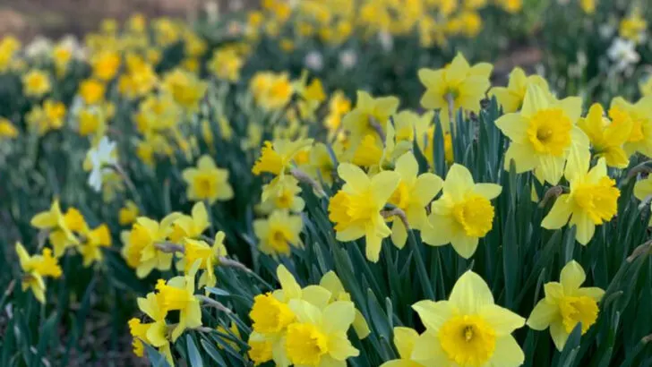 15 Plants That Naturally Keep Deer Out of Your Garden