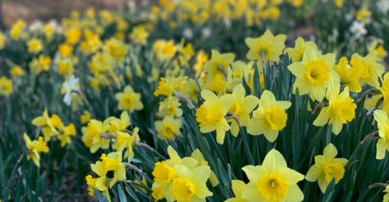 15 Plants That Naturally Keep Deer Out of Your Garden