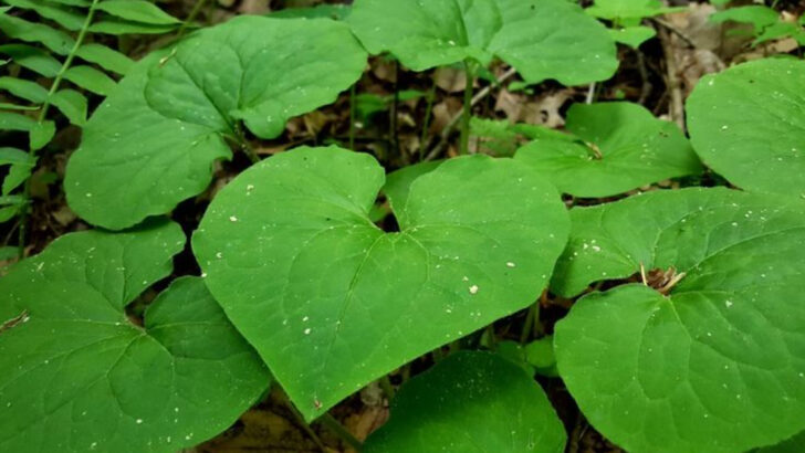 15 Appalachian Herbs That Treated Everything from Colds to Heartache