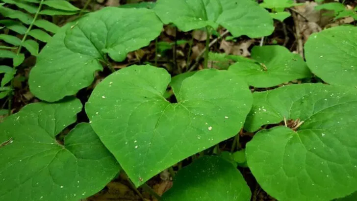 15 Appalachian Herbs That Treated Everything from Colds to Heartache