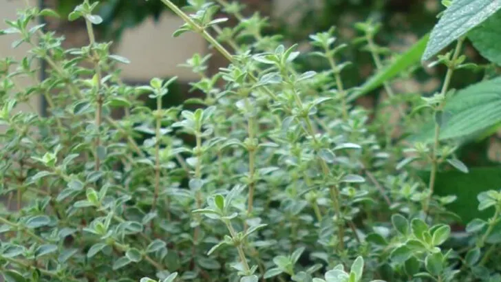 15 Backyard Herbs That Love Neglect (And Taste Amazing)