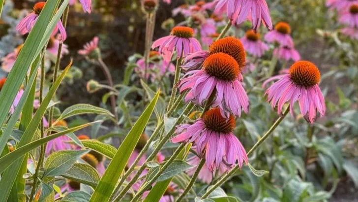 15 Backyard Herbs That Make Your Skin Glow Naturally