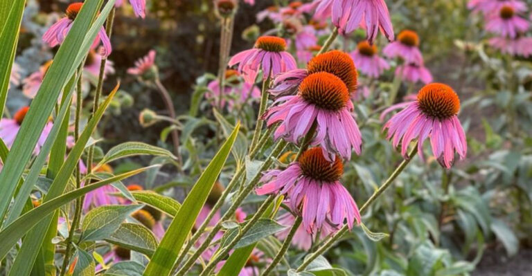 15 Backyard Herbs That Make Your Skin Glow Naturally