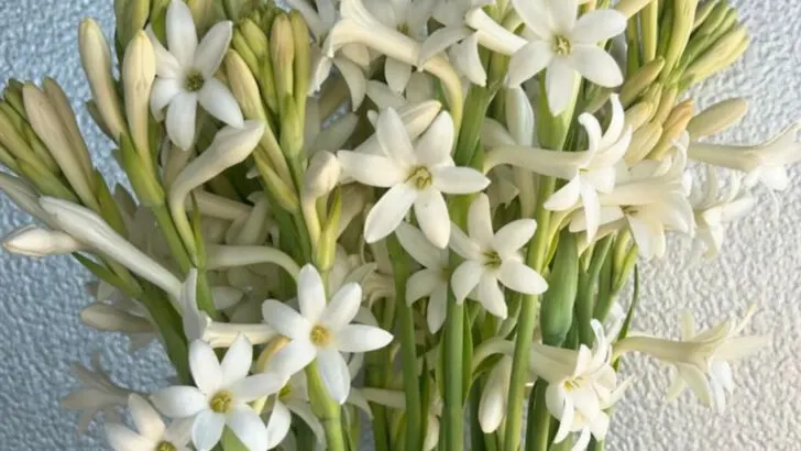 15 Balcony Flowers That Smell Incredible at Night (And Keep Mosquitoes Away)