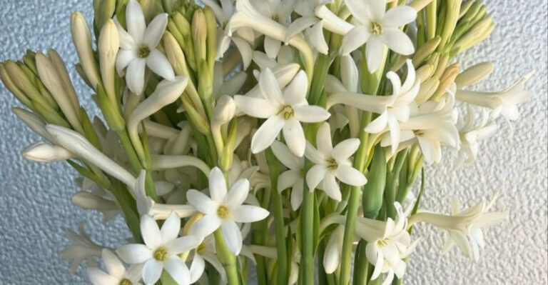 15 Balcony Flowers That Smell Incredible at Night (And Keep Mosquitoes Away)