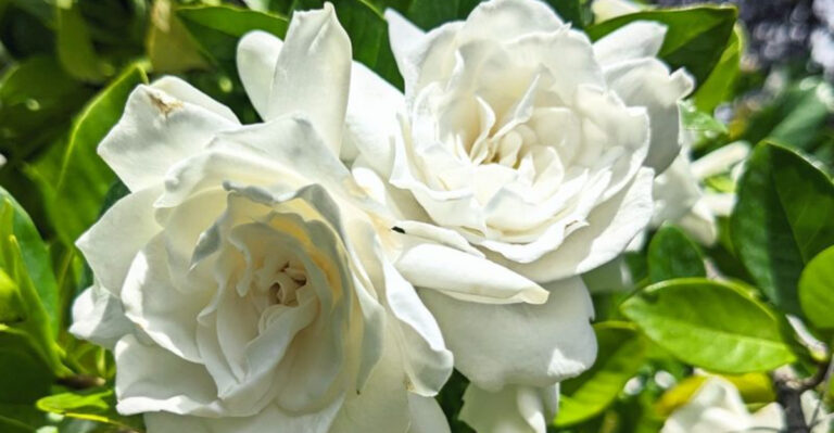 15 Blooming Plants That Fill Your Garden With Fragrance (And Require Almost No Work)