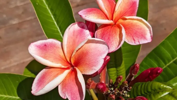 15 Blooming Plants That Smell Like a Fancy Shampoo Commercial