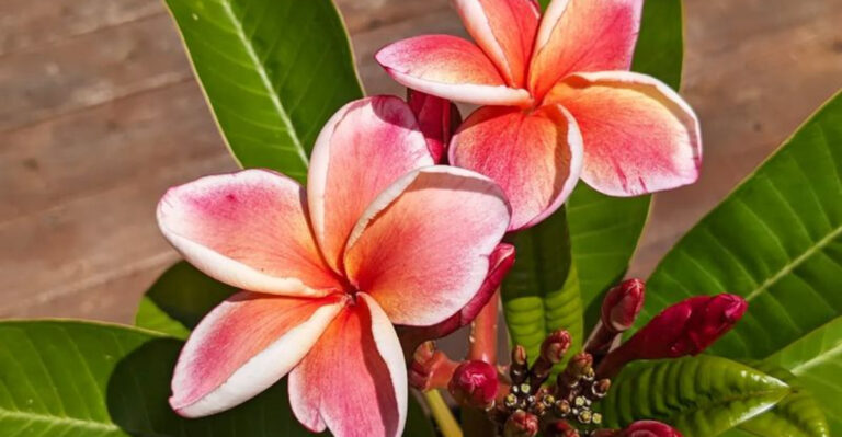 15 Blooming Plants That Smell Like a Fancy Shampoo Commercial