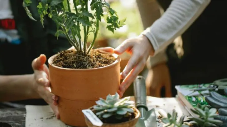 15 Clever Gardening Uses for Rainwater (Beyond Just Watering)