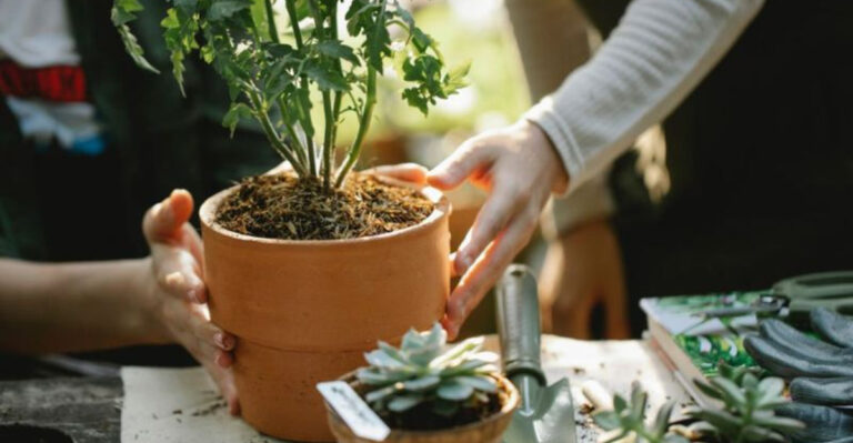 15 Clever Gardening Uses for Rainwater (Beyond Just Watering)