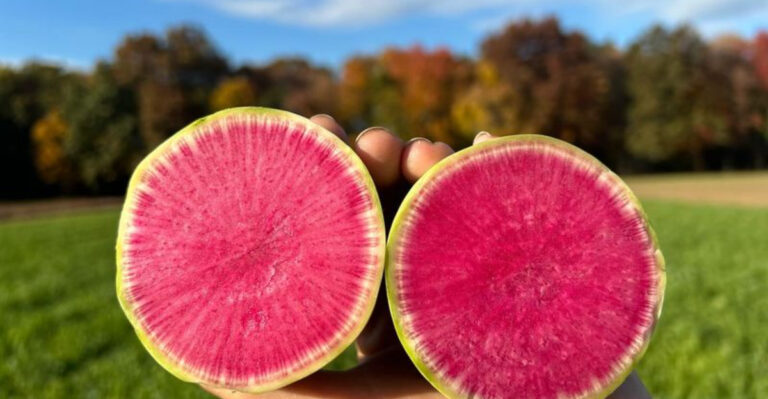 15 Colorful Edible Plants That Kids Actually Want to Eat