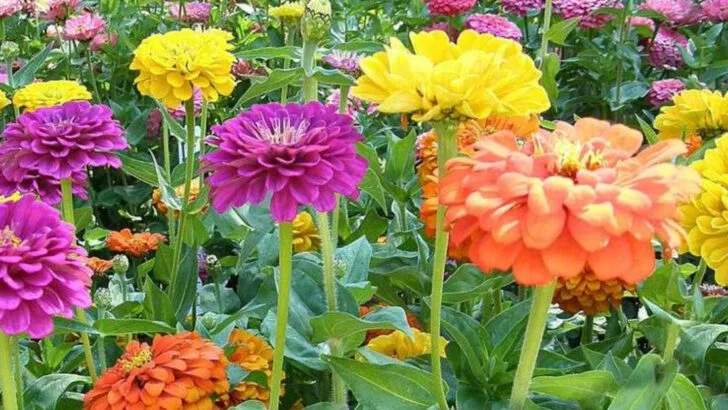 15 Colorful Flowers That Brighten Any Patio