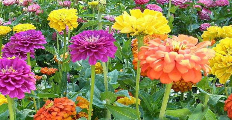 15 Colorful Flowers That Brighten Any Patio