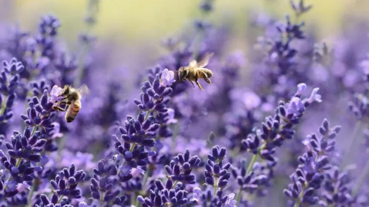 15 Cottage Garden Flowers That Bring Old-World Charm