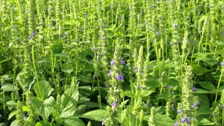 15 Crops That Make Sense in the American Southwest (Even With No Rain in Sight)