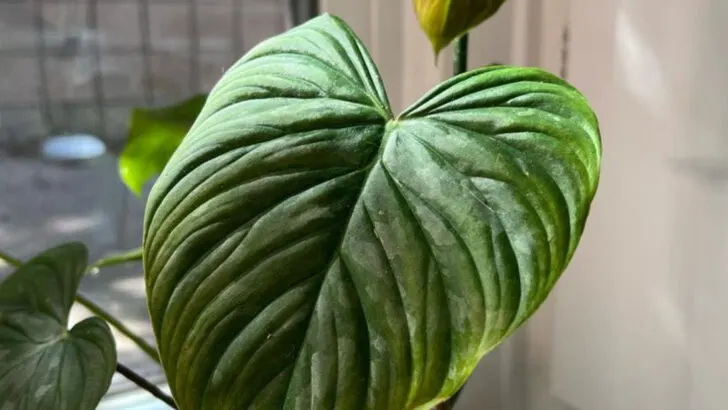 15 Easiest Houseplants to Grow (Even If You’ve Killed a Cactus)