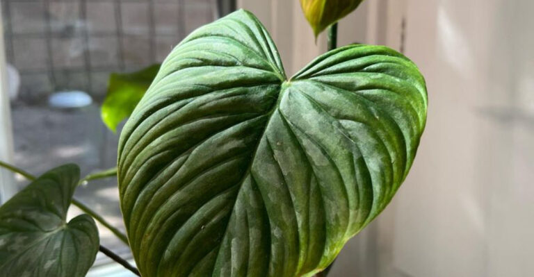 15 Easiest Houseplants to Grow (Even If You’ve Killed a Cactus)