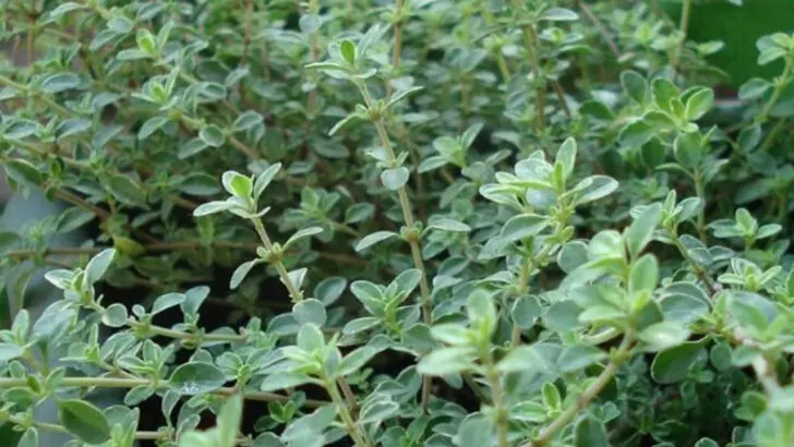 15 Easy Herbs to Grow That Have Powerful Anti-Inflammatory Benefits