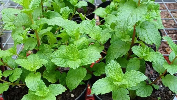 15 Edible Perennials That Come Back Stronger Every Year