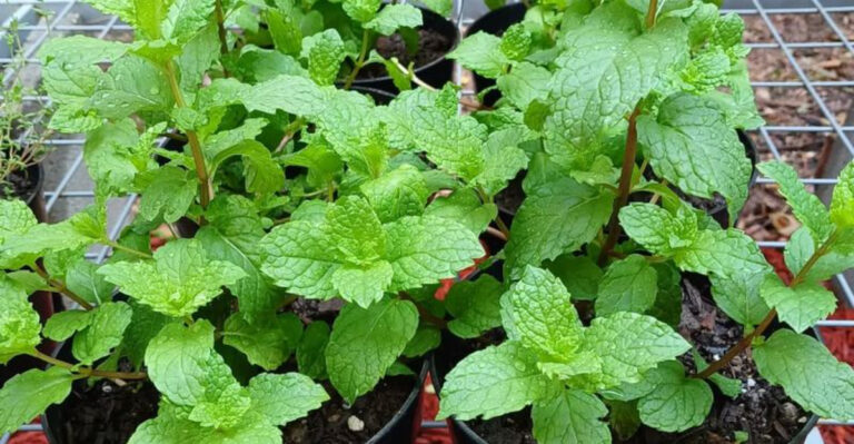 15 Edible Perennials That Come Back Stronger Every Year