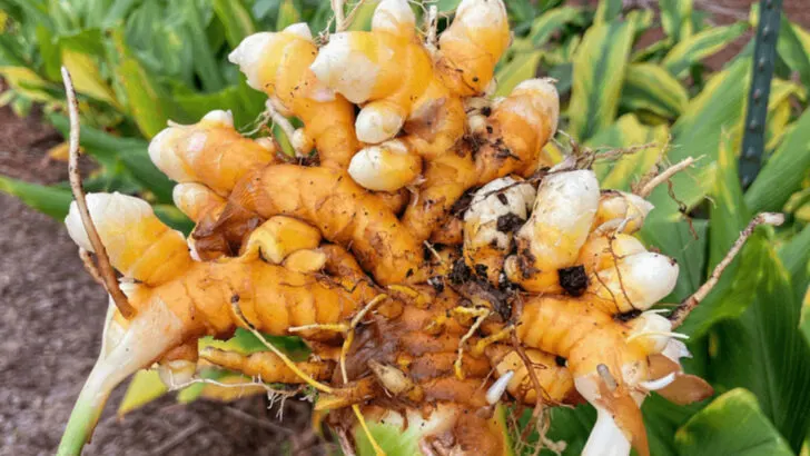 15 Edible Plants That Also Double as Natural Remedies