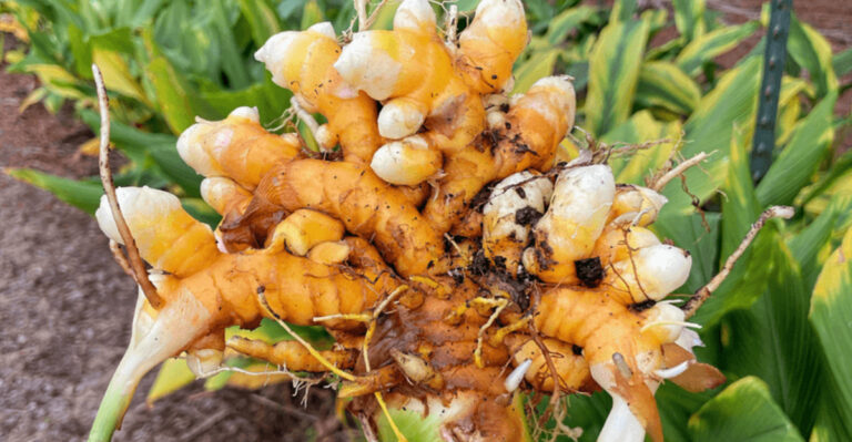 15 Edible Plants That Also Double as Natural Remedies