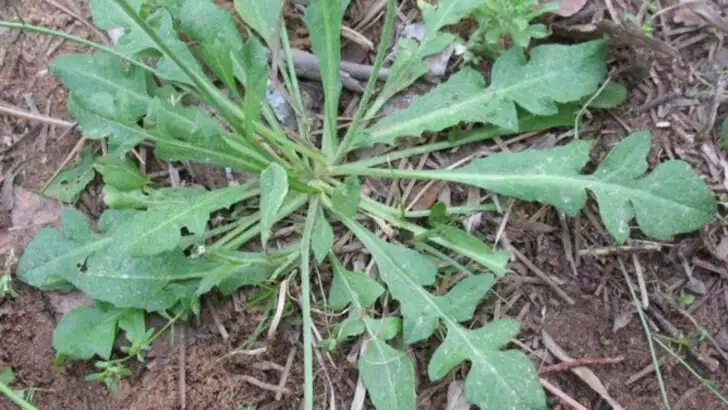 15 Edible Weeds Native Americans Knew Were More Valuable Than Corn