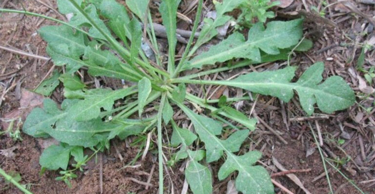 15 Edible Weeds Native Americans Knew Were More Valuable Than Corn