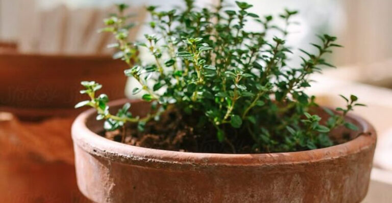 15 Fast-Growing Herbs That Save You a Trip to the Store