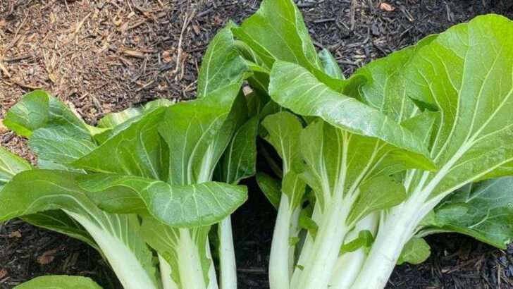 15 Fastest Vegetables to Grow If You Start Today