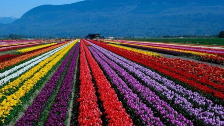 15 Flower Festival Moments That Will Make You Want to Travel This Summer