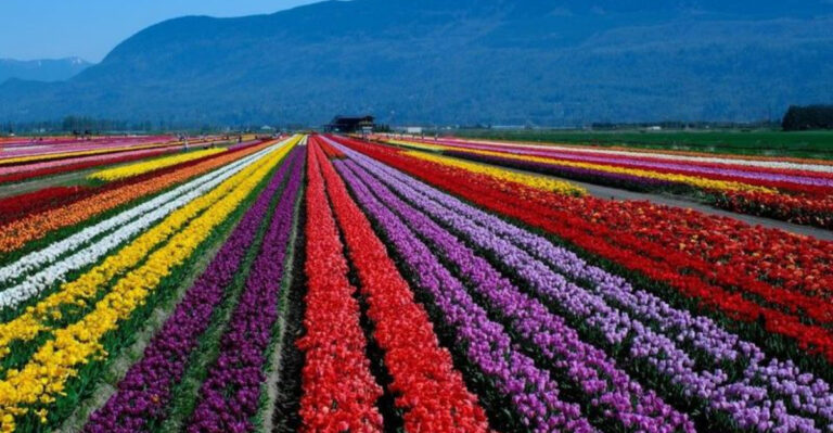 15 Flower Festival Moments That Will Make You Want to Travel This Summer