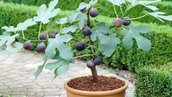 15 Fruits That Practically Grow Themselves (Even in Bad Soil)