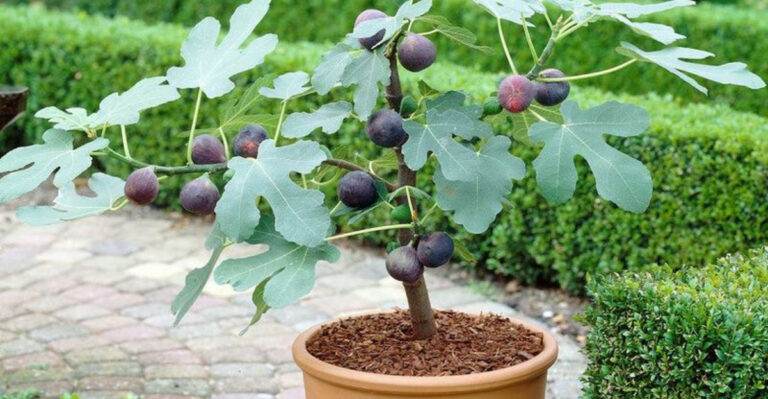 15 Fruits That Practically Grow Themselves (Even in Bad Soil)