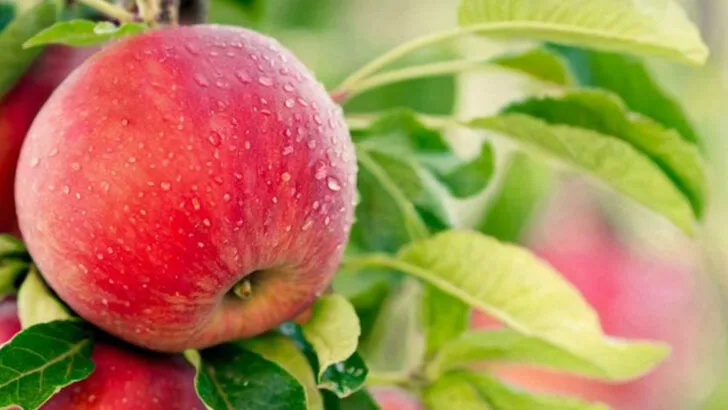 15 Fruits You Should Grow If You’re Always Tired, Bloated or Low on Vitamins