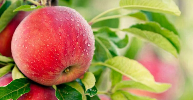 15 Fruits You Should Grow If You’re Always Tired, Bloated or Low on Vitamins