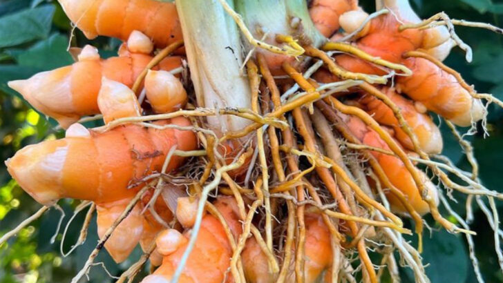18 Garden Plants That Double as Natural Fabric Dyes