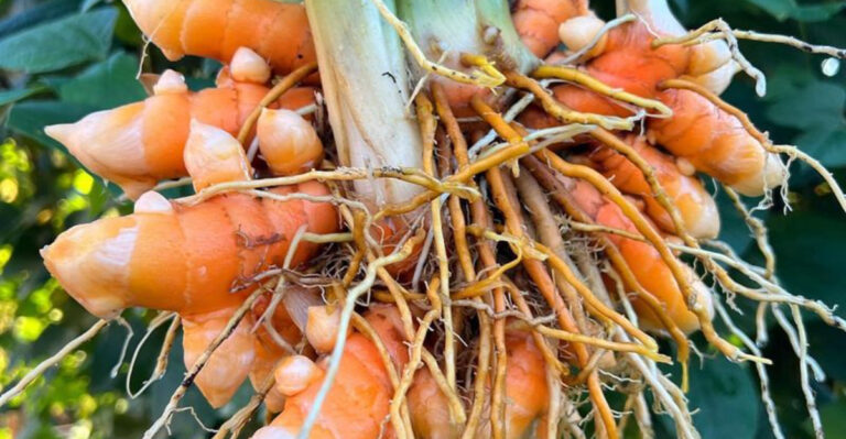 18 Garden Plants That Double as Natural Fabric Dyes