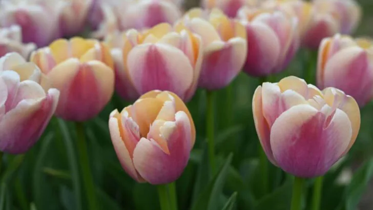 15 Garden Plants That Instantly Make You Look Like You Know What You’re Doing