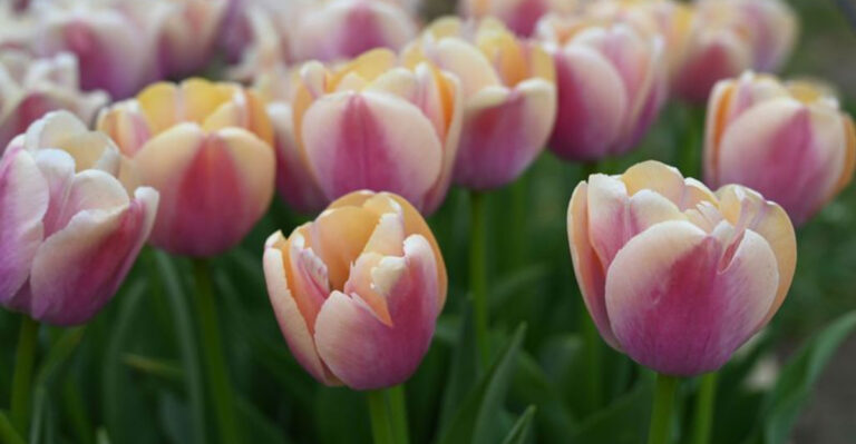 15 Garden Plants That Instantly Make You Look Like You Know What You’re Doing