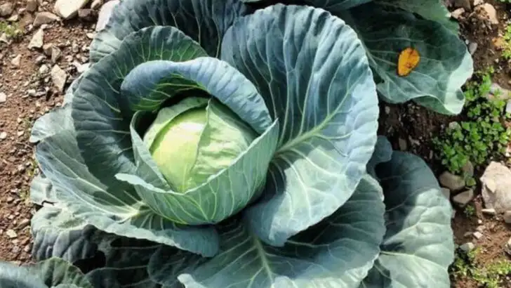 15 Garden Vegetables That Support Gut Health, Immunity, and Mental Focus