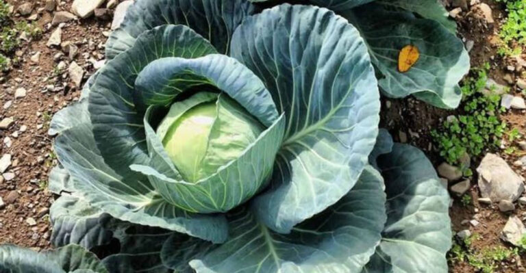 15 Garden Vegetables That Support Gut Health, Immunity, and Mental Focus