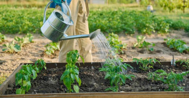 15 Gardening Habits You Should Break Before August