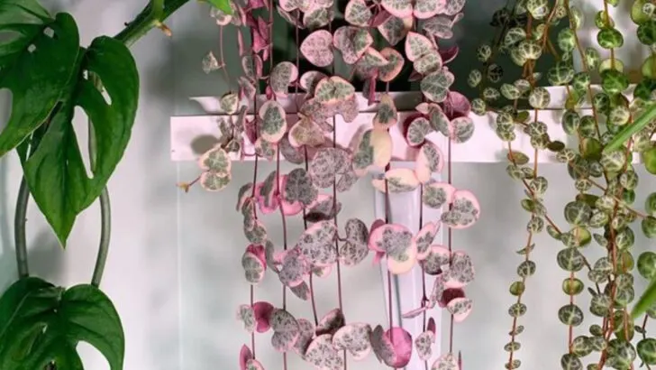 15 Gorgeous Indoor Vines That Grow Wild With Almost No Effort