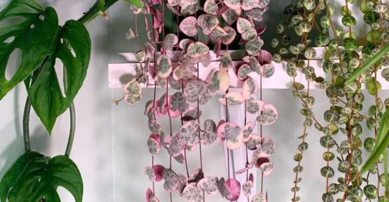 15 Gorgeous Indoor Vines That Grow Wild With Almost No Effort