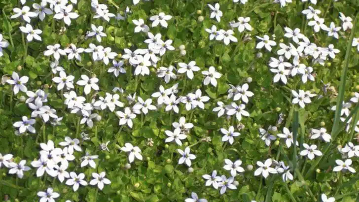 15 Groundcovers That Look Like a Living Carpet (But Are Totally Low-Maintenance)