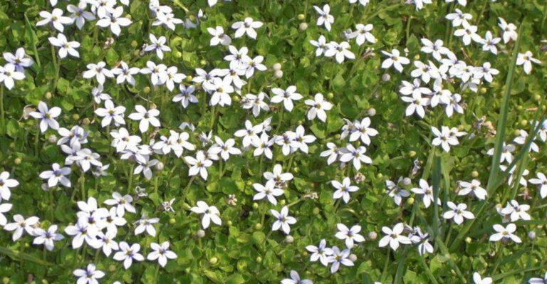 15 Groundcovers That Look Like a Living Carpet (But Are Totally Low-Maintenance)