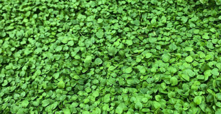 15 Groundcovers That Make Your Lawn Look Fancy Without Any Mowing