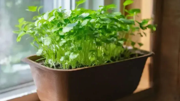 15 Herbs You Didn’t Know You Could Grow on a Sunny Windowsill