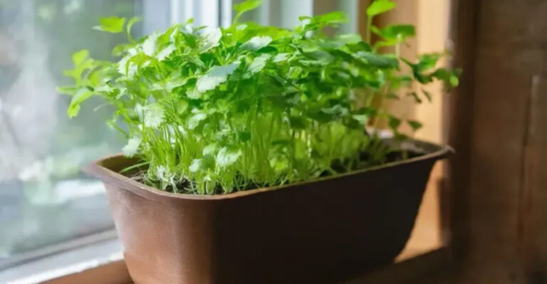 15 Herbs You Didn’t Know You Could Grow on a Sunny Windowsill